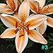 Meflying Stargazer Lily Bulbs - Jumbo Pack
