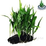 Greenpro Java Fern on Driftwood Live Aquarium Plants for Freshwater Fish Tank Water Plants Decorations