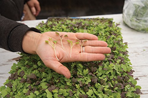 Microgreens Seeds Kit – 100% Non GMO - Broccoli, Radish, Peas, Spicy and Mild Mix for planting and sprouting indoor