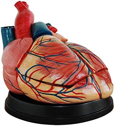 LTLGHY Science Anatomy Heart Model - Magnified 4 X Heart Anatomical Mode - Removerable Anatomical PVC Human Heart Model - for B Super Cardiac Anatomy Teaching