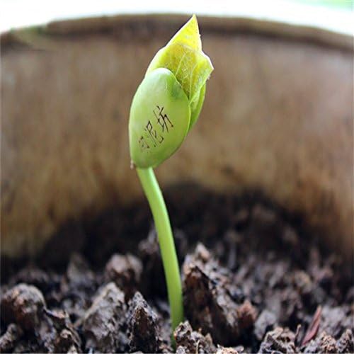 semillas de hortalizas de semilla de frijol mágico planta del regalo