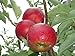 Jonathan Apple Tree Semi-Dwarf - Healthy - Established - One Gallon Trade Pot - 1 each by Growers Solution