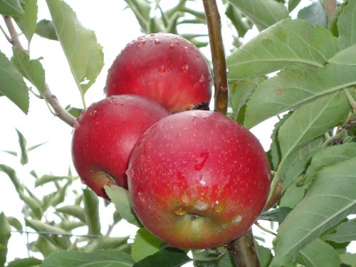 Jonathon Apple Tree Semi-Dwarf - Healthy - Established - One Gallon Trade Pot - 1 each by Growers Solution Jonathon Apple Tree Semi-Dwarf - Healthy - Established - One Gallon Trade Pot - 1 each by Growers Solution