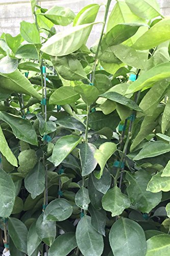 White Tangelo (Mandarin Grapefruit Hybrid) Seedless Sweet Juicy Fruit Citrus Tree Plant (Cant Ship AZ CA LA TX), 1 Gallon (4in CitraPot)