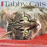 Just Tabby Cats 2020 Wall Calendar by