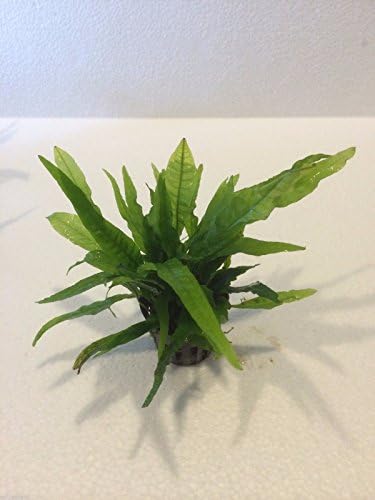Java Fern Full Pot Microsorum Pteropus Live Aquarium Plants Fish