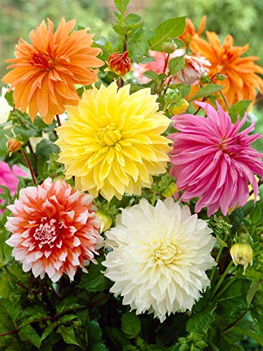 FERNSFLY Flower Bulbs IMP. Dahlia | Dhalia | Dahalia Perennial Flower Bulbs Excellent Quality Attractive Aromatic Flower Home Outdoor Gardening Flowering Bulbs (Pack Of 8 Mutli Collection)