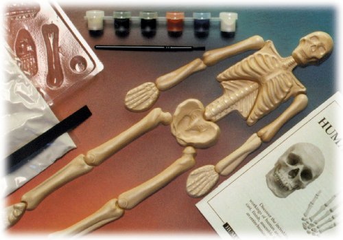 Eyewitness Kits PerfectCast Humanworks 18" Human Skeleton Replica