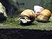 Aquatic Arts 5 Japanese Trapdoor Snails (Viviparus malleattus) (1/2-2+ inches) - Live Snails by