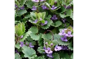 Fresh 50-100 Seeds - Ground Ivy Ground Cover Seed: Only Seeds
