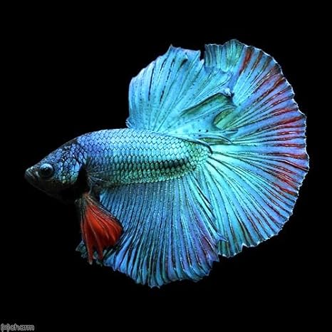 Amazon 熱帯魚 ベタ ハーフムーン 色指定なし オス １匹 北海道 九州航空便要保温 Charm チャーム 観賞魚 水中生物 通販