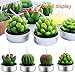 Outee Cactus Tealight Candles 12 Pack Handmade Delicate Succulent Cactus Candles Flameless Aromatherapy 12 Designs for for Birthday Party Wedding Spa