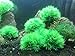 BEGONDIS Aquarium Decorations 2Pcs Green Grass Ball Water Plants, Artificial Fish Tank Decor, Made of Soft Plastic Safe for All Fish & Petsthumb 2