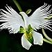 100pcs Japanese Radiata Seeds, White Egret Orchid Seeds Bonsai Indoor Outdoor Flower Seed-Easy Grow- DIY Home Garden