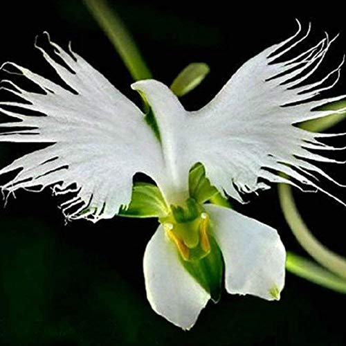 100pcs Japanese Radiata Seeds, White Egret Orchid Seeds Bonsai Indoor Outdoor Flower Seed-Easy Grow- DIY Home Garden
