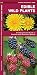Edible Wild Plants: A Folding Pocket Guide to Familiar North American Species (Outdoor Skills and Preparedness) primary