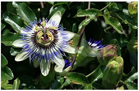 RP Seeds Passiflora caerulea (Blue Passion Flower) - 25 Seeds