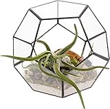 Glass Terrarium - Geometric Dodecahedron Desktop Garden Planter by Mindful Design (Black)