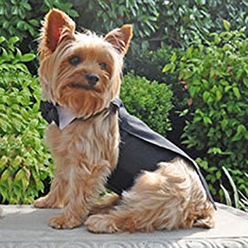 Dog Tuxedo w/ Formal Tails- Black, Medium (Chest 16-19")