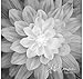 Dream Big~Onyx~Digital Floral Panel 43'' x 43'' Cotton Fabric by Hoffman