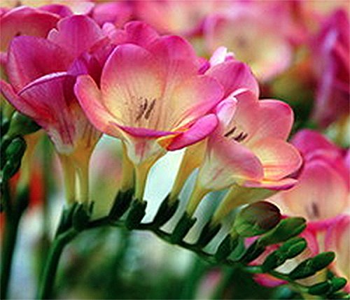 12 single pink freesia bulbs - top size