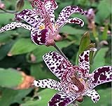 MOKALALA 100 Pcs Raspberry Mousee Toad Lily Seeds