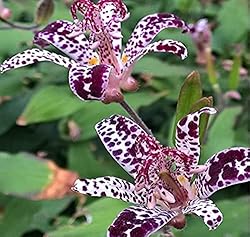 MOKALALA 100 Pcs Raspberry Mousee Toad Lily Seeds
