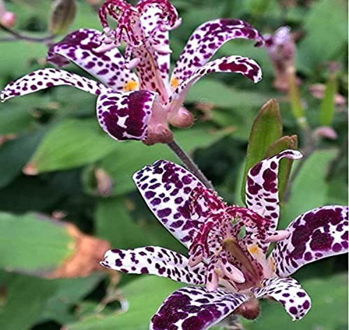 MOKALALA 100 Pcs Raspberry Mousee Toad Lily Seeds