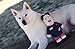 OMG Dog Toys Evil Dictator Kim Jong Un Parody Funny Dog Toy