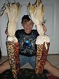 World's Largest Indian Corn! 20 Seeds -BEAUTIFUL COLORS! SEE ALL 12 PHOTOS! WOW!