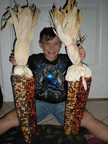 World's Largest Indian Corn! 20 Seeds -BEAUTIFUL COLORS! SEE ALL 12 PHOTOS! WOW! World's Largest Indian Corn! 20 Seeds -BEAUTIFUL COLORS! SEE ALL 12 PHOTOS! WOW!