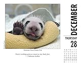 Image de Baby Animals 2017 Box Calendar