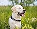 MLB New York Yankees Licensed PET COLLAR- Heavy-Duty, Strong, and Durable Dog Collar. Available in 29 Baseball Teams and 4 Sizes