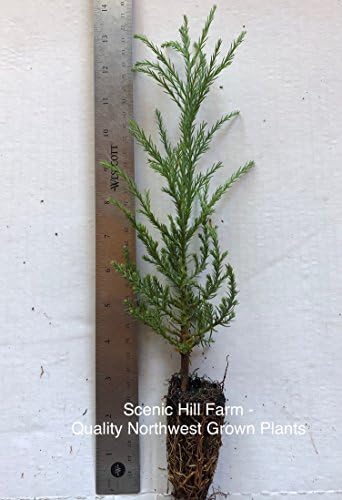 1 Giant Sequoia Tree - California Redwood - Potted - 8"-14" tall Seedling