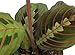 Shop Succulents | Standing Collection | Hand Selected, Air Purifying Live Maranta Red Prayer Indoor House Plant in 4