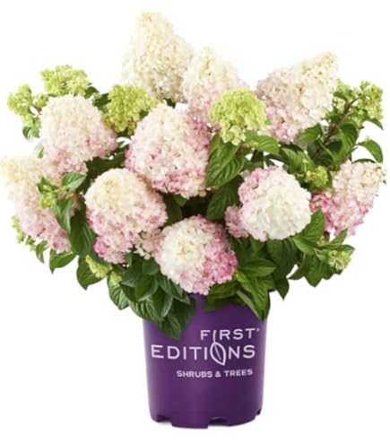 Amazon.com : Pixies Gardens (5 Gallon) Strawberry Sundae