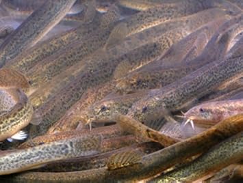 Amazon 生きドジョウ １００匹セット ９０匹 補償１０匹 オリジナル 熱帯魚 観賞魚 通販
