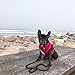 Classic Dog Harness Innovative Mesh No Pull No Choke Design Soft Double Padded Breathable Vest for Eco-Friendly Easy Control Walking Quick Release For Puppies Full size Breeds Large Dogs (Large, Pink)