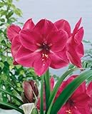 Pre-Order October - Hercules Amaryllis - Gorgeous Pink Amaryllis - Huge Bare Root Bulbs-up to 3 Stalks