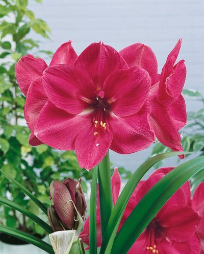 Pre-Order October - Hercules Amaryllis - Gorgeous Pink Amaryllis - Huge Bare Root Bulbs-up to 3 Stalks
