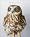 Bird Love: A Photography Book