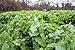 Whitetail Institute Beets & Greens Deer Food Plot Seed for Fall Planting - Blend of Sugar Beets, Kale, Turnip and Radish to Attract and Hold Deer Throughout Fall and Winter, 3 lbs (.5 Acres)