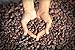 Big Tree Farms Organic Raw Cacao Drinking Chocolate Hot/Cold Mix, Cold Processed, Non-GMO, Vegan, Superfood, Cocoa Powder Alternative, 8 Ounce