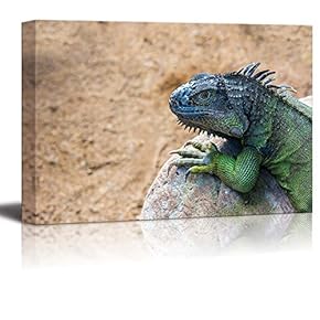 Iguana Lizard on The Rock Wild Reptile Photograph Wall Decor