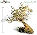 Bonsai Driftwood Aquarium Tree (5 Inch Height) Natural, Handcrafted Fish Tank Decoration | Helps Balance Water pH Levels, Stabilizes Environments | Easy to Installthumb 2