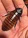 Honeybees100 Madagascar Hissing Cockroach Female Roach (Gromphadorhina Portentosa)