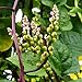 Outsidepride Malabar Spinach Seeds - 100 Seeds primary
