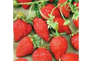Strawberries Rugen remontant Seeds Fruit Early from Ukraine 0.1 Gram
