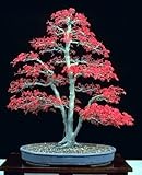 Japanese Red Maple 'Bamboo Leaf' -  5 Seeds