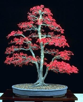 Japanese Red Maple 'Bamboo Leaf' - 5 Seeds